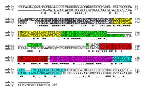 amino acid sequence comparison between iκbα and iκbβ a alignment of download scientific