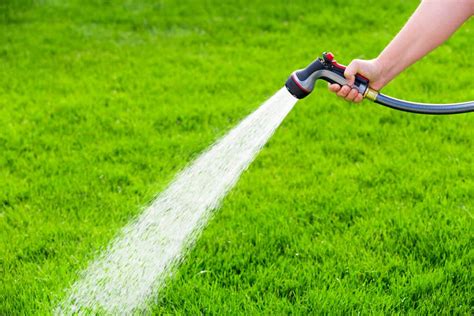 Regarding water requirements, the grass being tolerant to heat does not equate to being drought resistant. Understanding the Basics of Watering Your Garden Lawn in ...