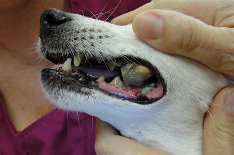 Como Remover O Tártaro E A Placa Dos Dentes Do Cão Poleprun