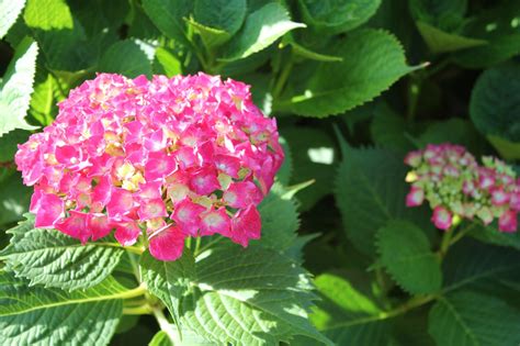 The white flowers stay white (color can never be changed) and usually prefer the same conditions as the pinks and reds. Gardening and Gardens: Hydrangeas - Blue, Pink, White and Lace