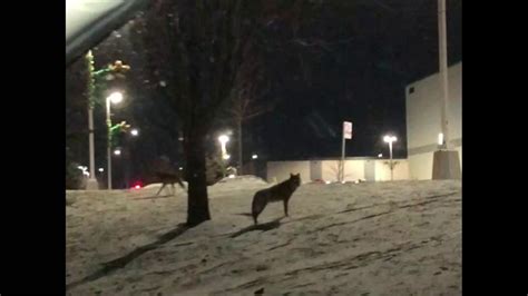 Coyote By Jollibee In Mississauga Youtube