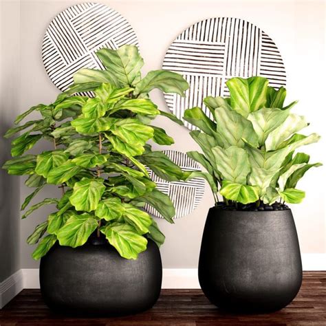 3 Ways To Keep Your House Plants Healthy Westlake Ace Hardware Bonsai