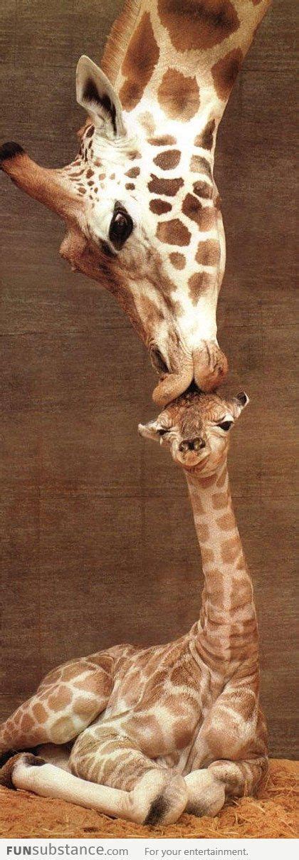 Giraffe Kissing Her Baby Funsubstance Cute Animals Giraffe Animals