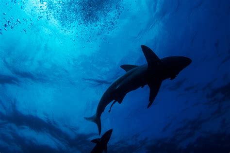 Glow In The Dark Sharks In Deep New Zealand Waters Surprise Scientists