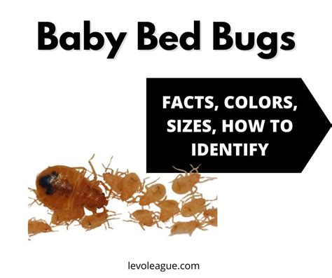 Baby Bed Bugs Nymphs Facts Colors Sizes Bites And How To Identify