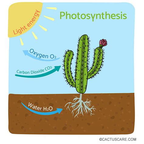 Cacti flower on fresh growth, so if your plant just sits check that your cactus is free of mealybugs on both the plant itself (the body) this affordable striped style from garden trading will help to keep things. How Cacti Perform Photosynthesis (In A Different Way ...