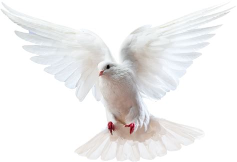 Dove Bird Logo