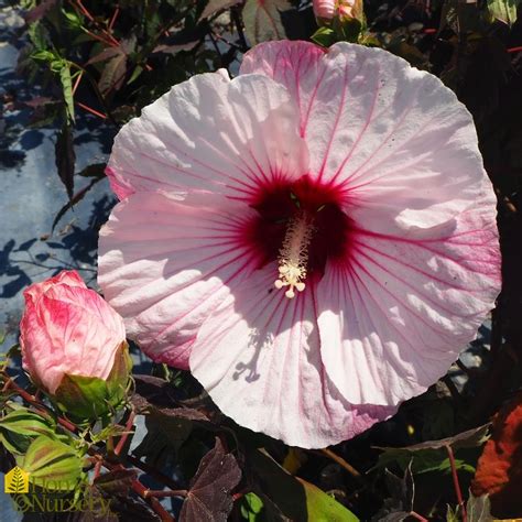 Hibiscus X Summerific Perfect Storm Hardy Hibiscus From Home Nursery