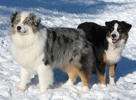 Complete list of blue eyed beauty australian shepherds complaints. Feeding Your Aussie | Aussie dogs, Australian shepherd ...