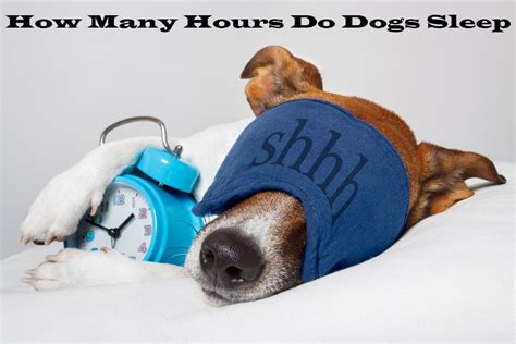 How Many Hours On Average Do Dogs Sleep What Is The Activity Pattern