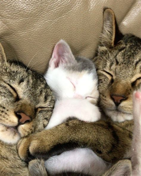 Tabby Cats Took To Orphaned Kittens And Raised Them With Cuddles Pretty