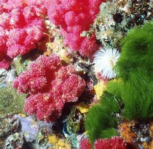 Biologie Vom Sex Der Korallen Haben Die Nachbarn Auch Etwas Welt