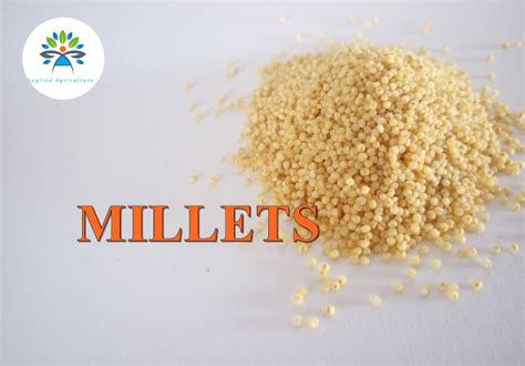 What Are Millets Types Of Millets And Their Health Benefits Applied