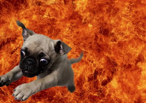 Perro Fondo de Pantalla and Fondo de Escritorio ...