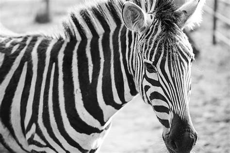 Zebra with Stripes DOWNLOAD by click on the picture #Animals #Farm #