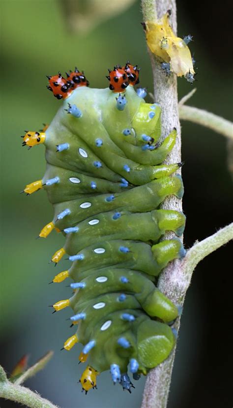 Cecropia Moth Caterpillar Molting Ontario Design And Nature