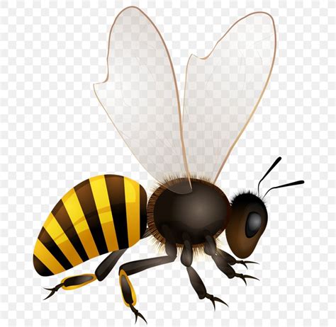Honey Bee Svg Free Download Svg Images File