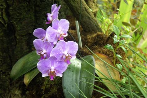 Purple Moth Orchid Flowers Closeup Photography Hd Wallpaper Wallpaper
