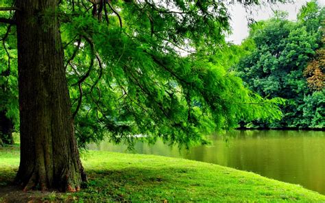 Download Nature Landscape River Green Tree Hd Wallpaper
