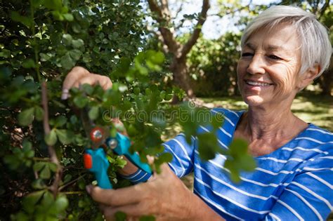 Smiling Senior Woman Trimming Plants With Pruning Shears Stock Photo Image Of Cutting Growth