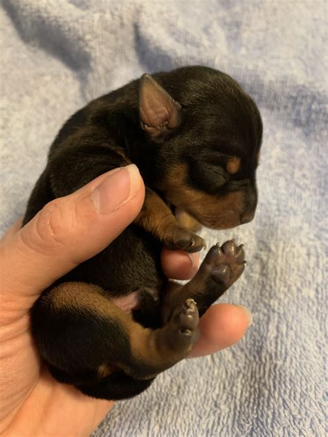 Miniature Pinscher Puppies For Sale Philadelphia Pa 310746
