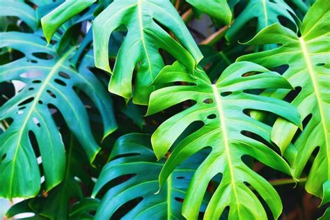 10 Of The Best Evergreen Plants Bbc Gardeners World Magazine