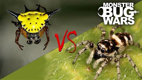 Spider Vs Spider Showdowns 6 8 Monster Bug Wars Youtube