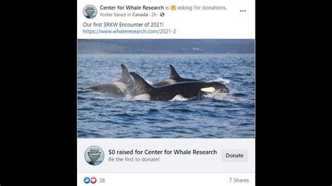 Southern Resident Killer Whales Spotted Off West Coast Tacoma News