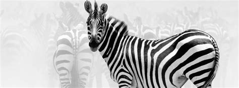 Zebra Facebook Timeline Covers Facebook Covers Myfbcovers