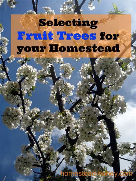 Discover the taste of heirloom. Selecting Fruit Trees for your Homestead