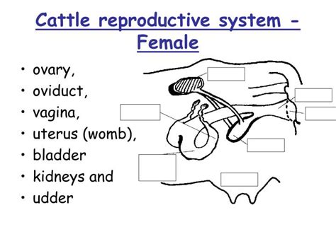 Ppt Livestock Reproductive Systems Powerpoint Presentation Id