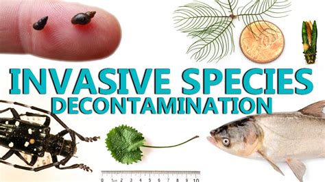 Top 121 Invasive Species List Animals
