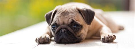 Quali sono le razze di cani nani da appartamento più amate? Cani da appartamento taglia piccola | Trovami