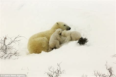 Cute Pictures Of Polar Bear Cubs On Their First Outing Daily Mail Online