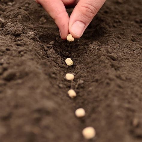Well first you need to germinate them! How 'cannibalism' by breast cancer cells promotes dormancy ...