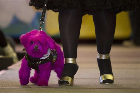 A Dog Walks The Runway During A New York Pet Fashion Show Event During