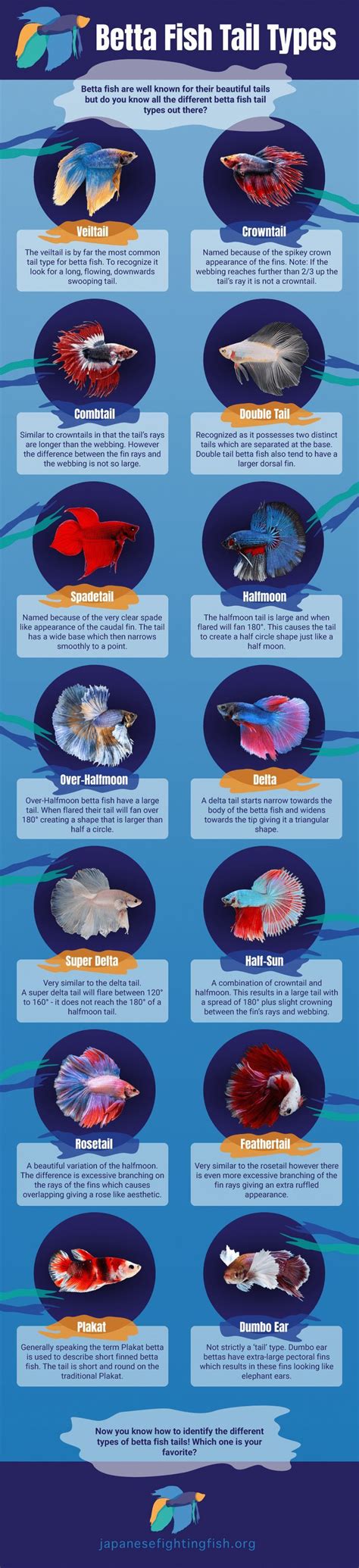 The crown tail betta (abbreviated to ct) is perhaps one of the easiest tail types to recognize as the reduced webbing and very extended rays give them a highly. Betta Fish Tail Types - Which Betta Fish Type Do You Have ...