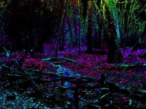 Psychedelic Night Forest Trees In Highgate Woods 451 Photograph By