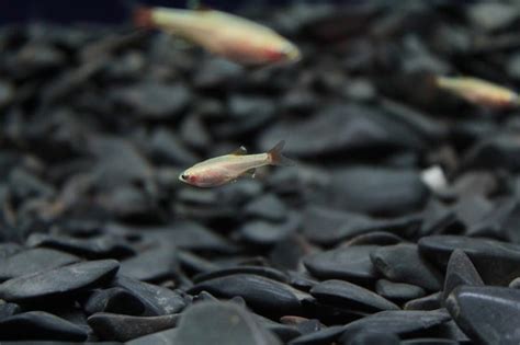 This is an annual program that starts in january and it is limited to 160 anglers. 13 Awesome Schooling Fish for Your Aquarium (With Pictures)
