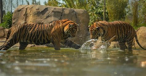 Sumatran Tiger Brothers From Chester Zoo Cool Off In The Sunshine