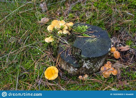 Yellow Mushrooms Growing On Tree Trunk And Forest Mulch In Autumn In