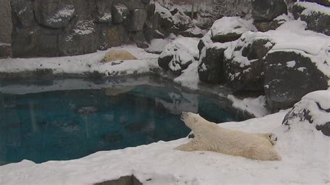 Un Bilan Positif Pour Le Zoo Sauvage De Saint Félicien En 2018 Ici