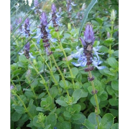 The scaredy cat plant only works on roughly 70% of cats, so it's a bit of a risk. coleus canina - cat deterrent | Plants that repel cats ...