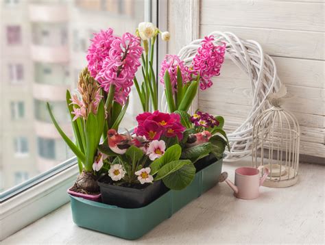 Diese stelle muss verschlossen werden. Blumenzwiebeln in der Wohnung » So halten Sie sie drinnen