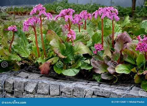 Bergenia Rotblum Is A Deep Pink Flowering Bergenia Variety With Almost