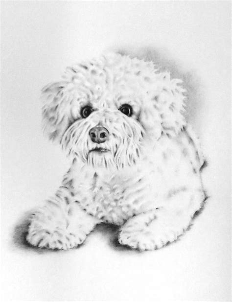 French Poodle Para Colorear / Perros french poodle dibujos - Imagui