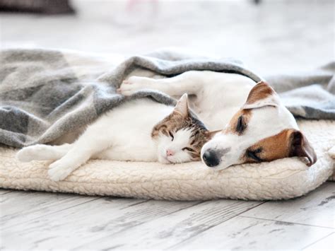 27 Cute Pictures Of Cats And Dogs Living Together In Perfect Harmony
