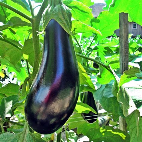 Drain well before placing in your container. Turkish Eggplant, Export & Consultancy & Inspection