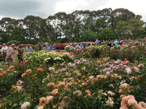 Rosy Success At International Rose Trials The New Zealand Rose Society