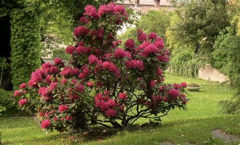 Rododendro Cuidados Para Mantener Este Arbusto Perfecto Vibra